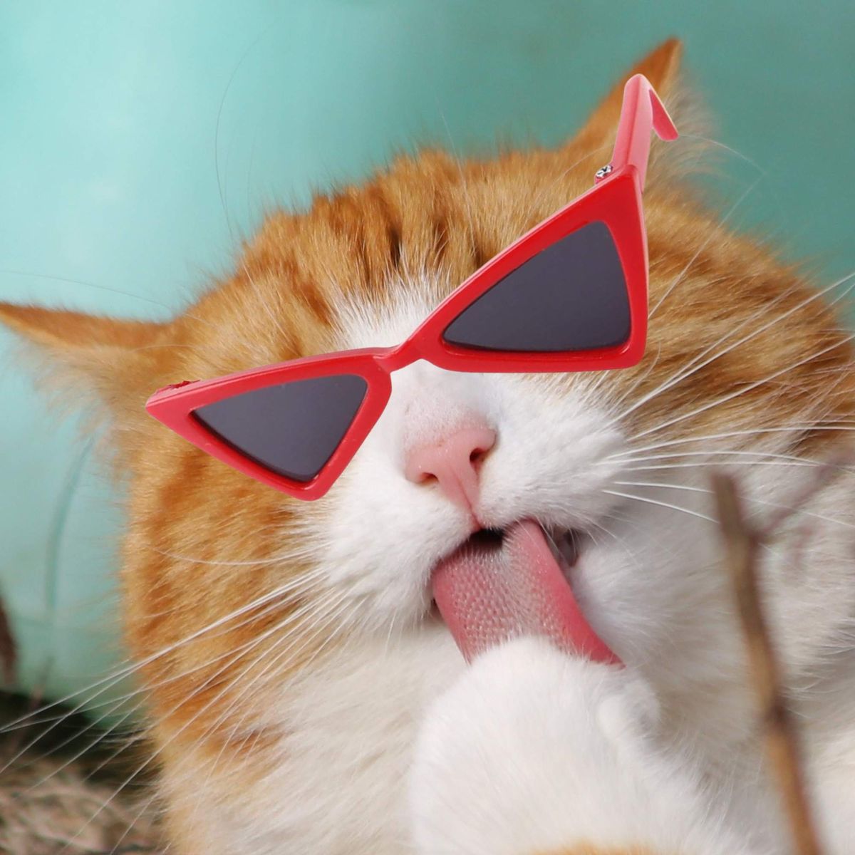 LENTES PARA MASCOTAS, marca GENERICO - Foto 2