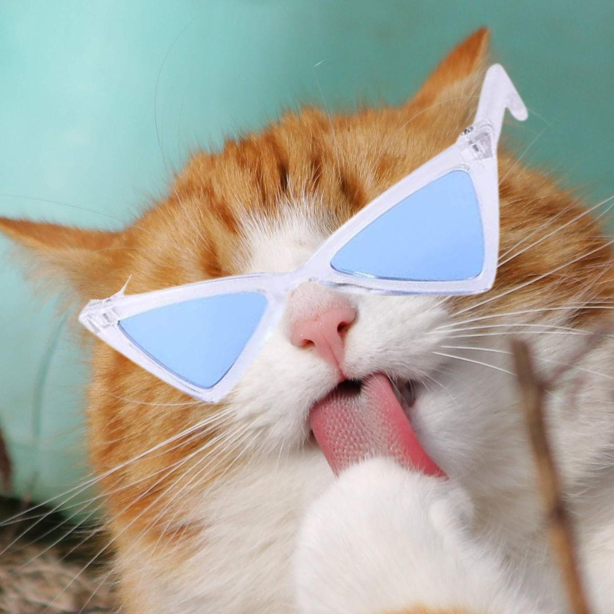 GENERICO - LENTES PARA MASCOTAS