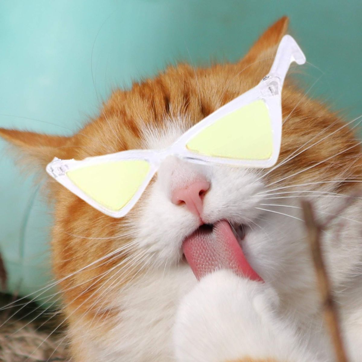 GENERICO - LENTES PARA MASCOTAS