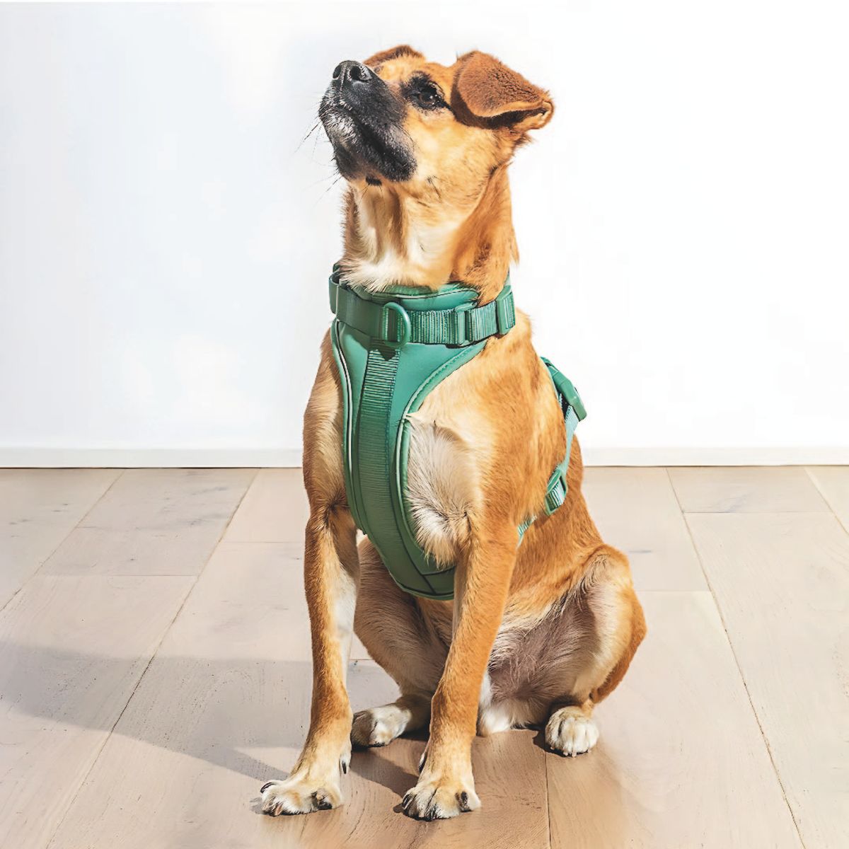 S&T - Pechera Para Perros Nailon Ajustable Verde - Talla M