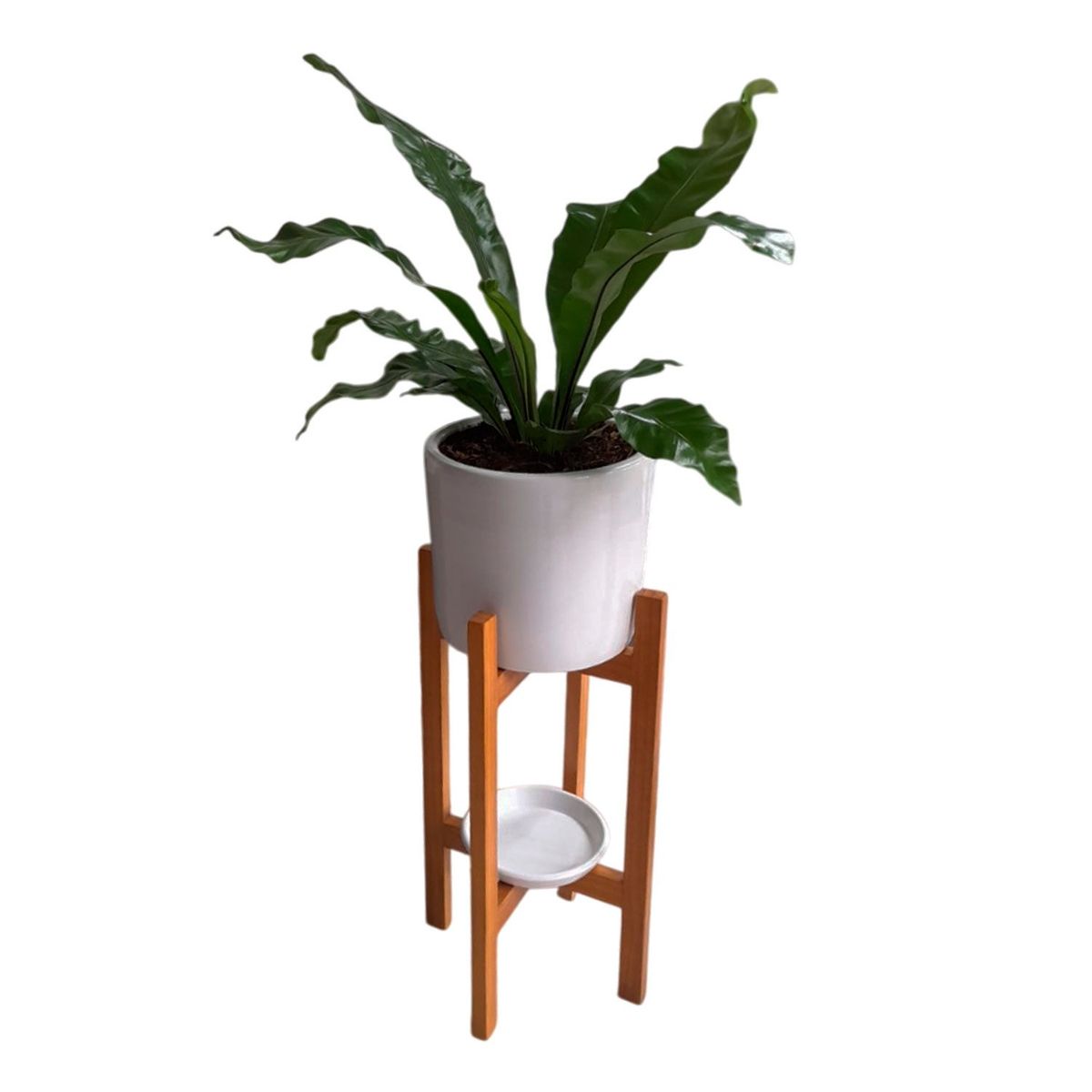 GENERICO - HELECHO ALEMAN EN MACETA BLANCA Y PEDESTAL DE MADERA