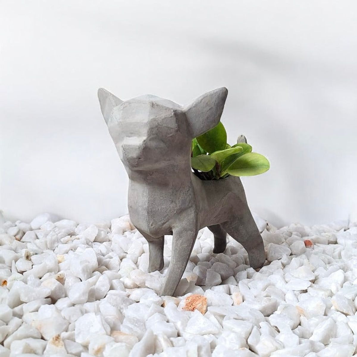 CONKRETE - Maceta Pet Chihuahua + Planta de interior Peperomia