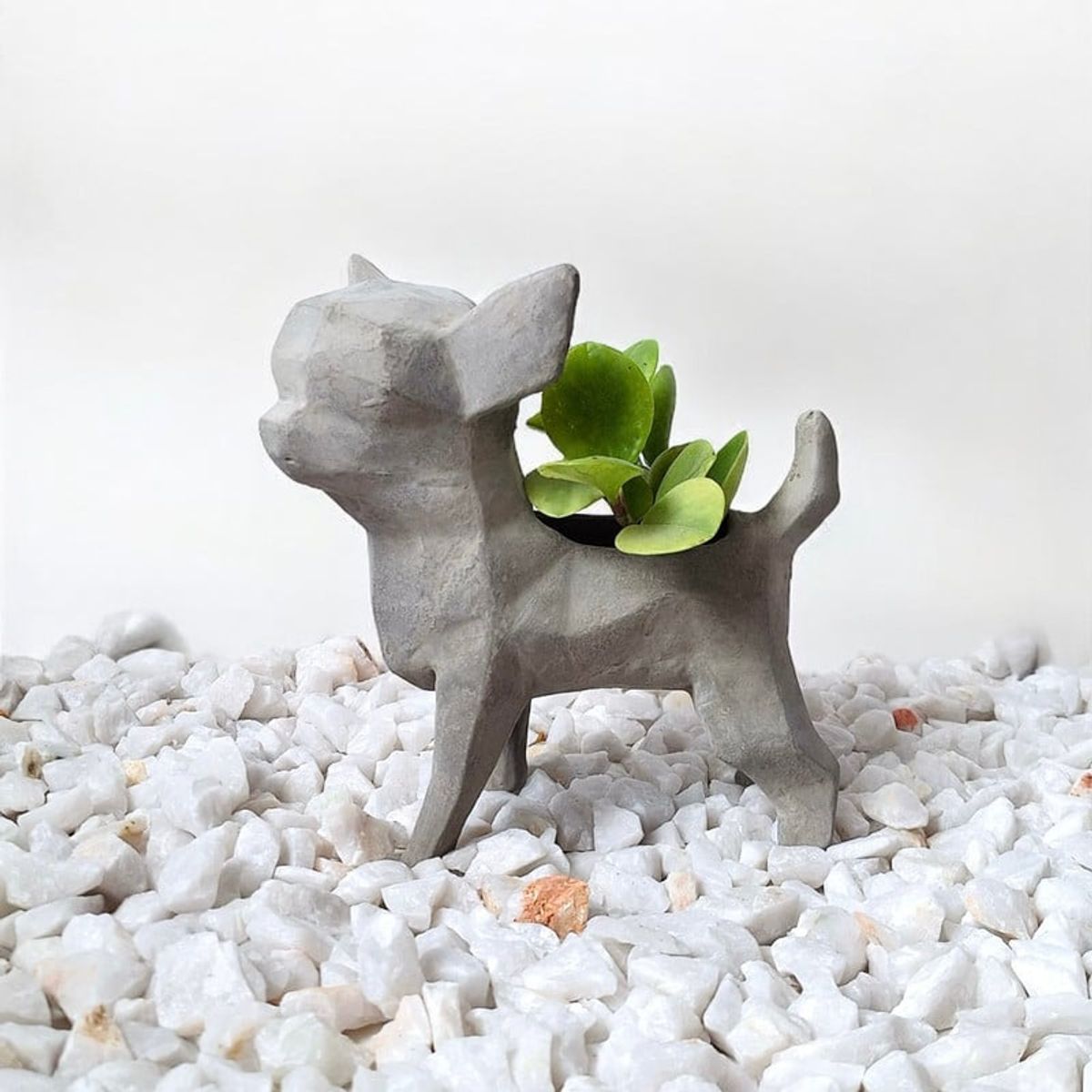 CONKRETE - Maceta Pet Chihuahua + Planta de interior Peperomia