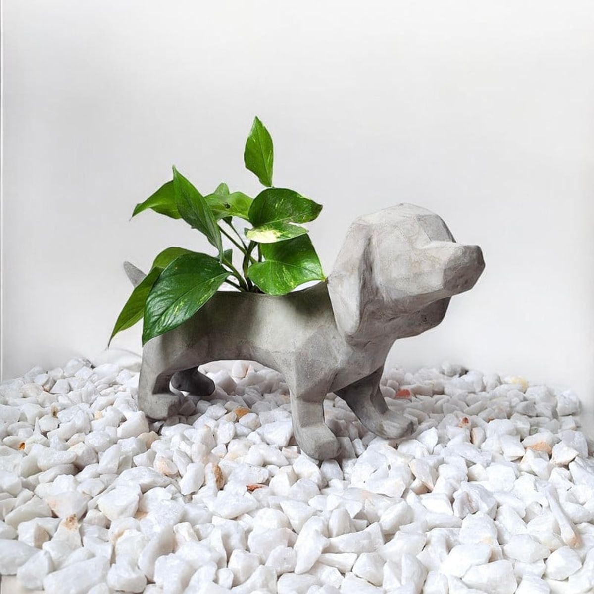 CONKRETE - Maceta Pet Salchicha + Planta de interior Photus