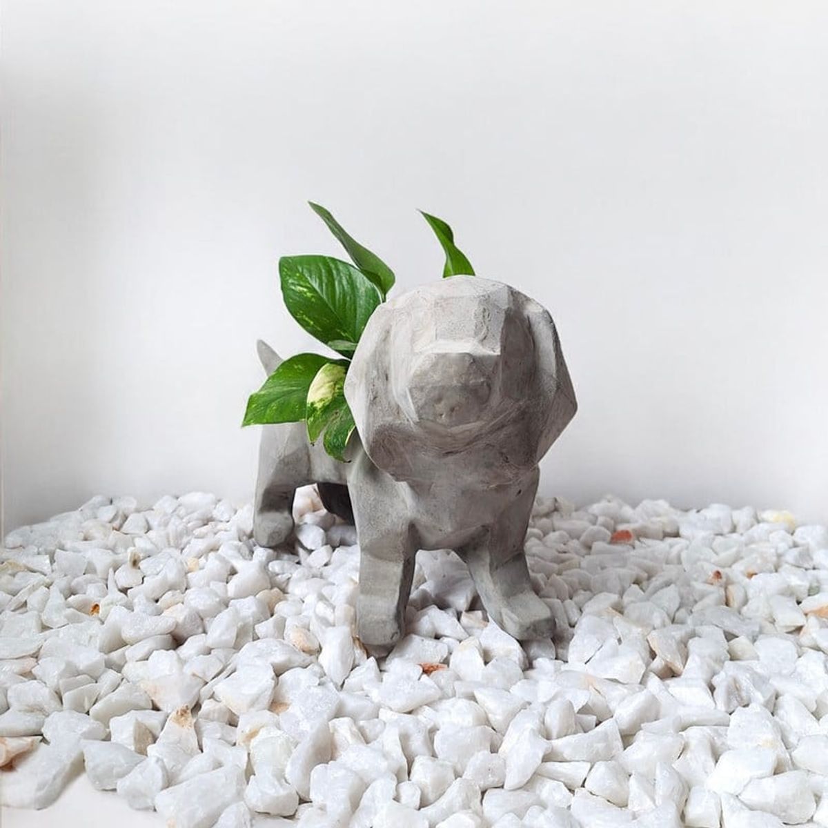 CONKRETE - Maceta Pet Salchicha + Planta de interior Photus