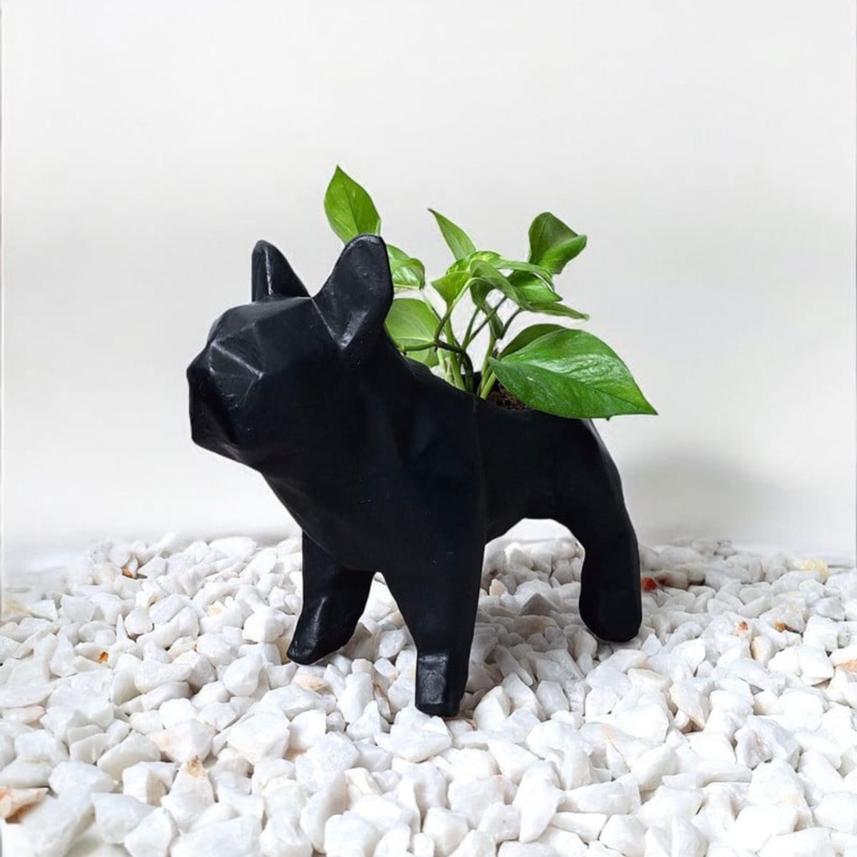 CONKRETE - Maceta Pet Bulldog Francés + Planta de interior Photus