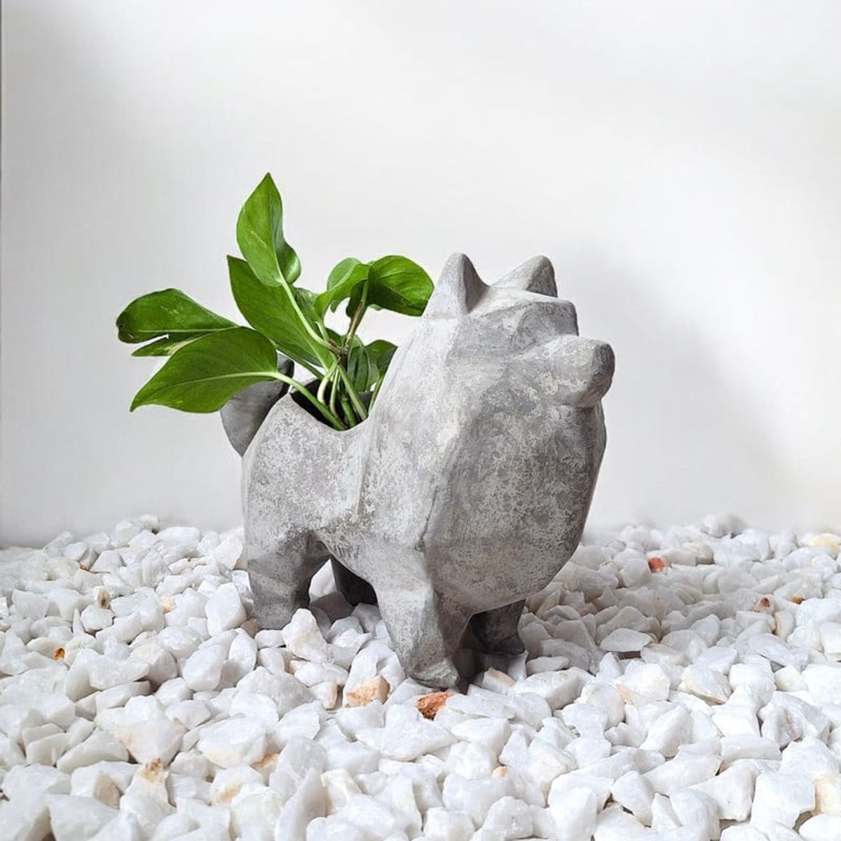 CONKRETE - Maceta Pet Pomerania + Planta de interior Photus