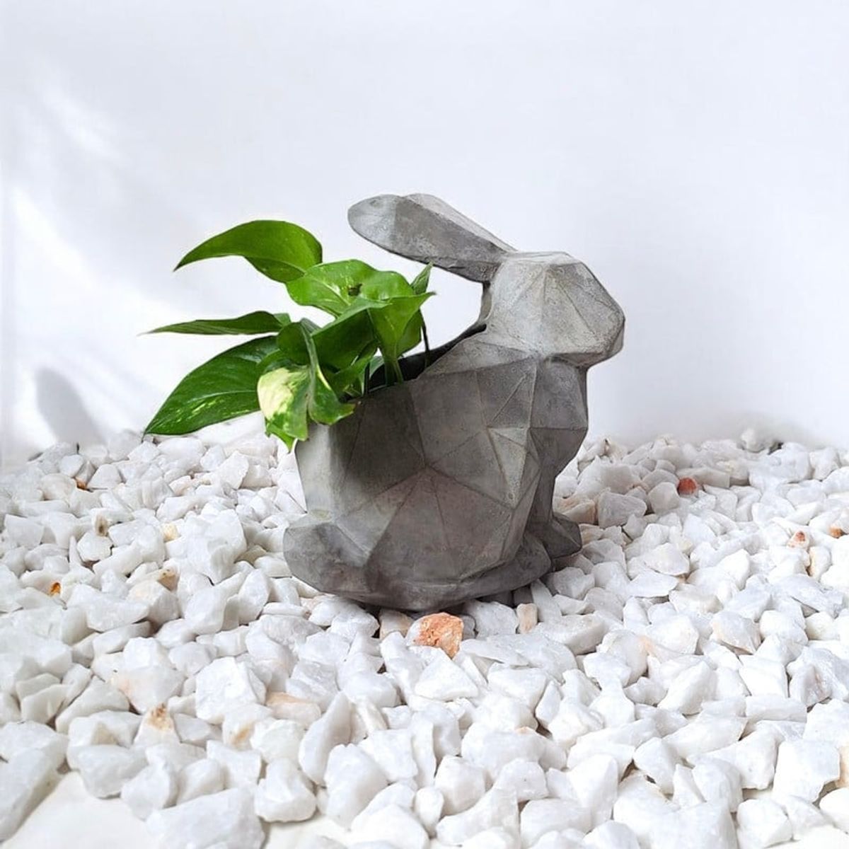 CONKRETE - Maceta Pet Conejo + Planta de interior Photus