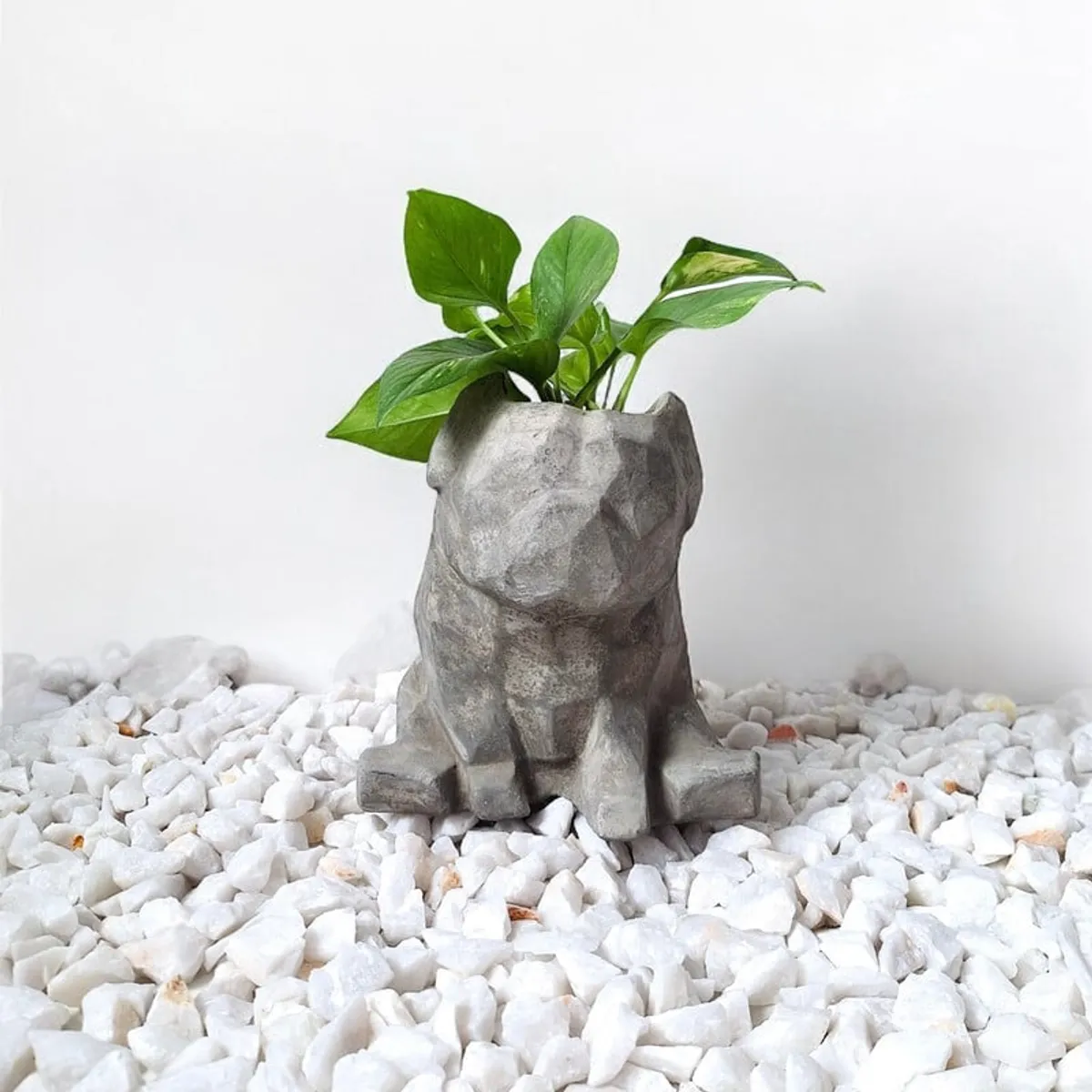CONKRETE - Maceta Pet Pug + Planta de interior Photus