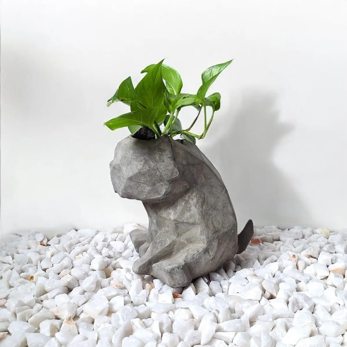 CONKRETE - Maceta Pet Pug + Planta de interior Photus