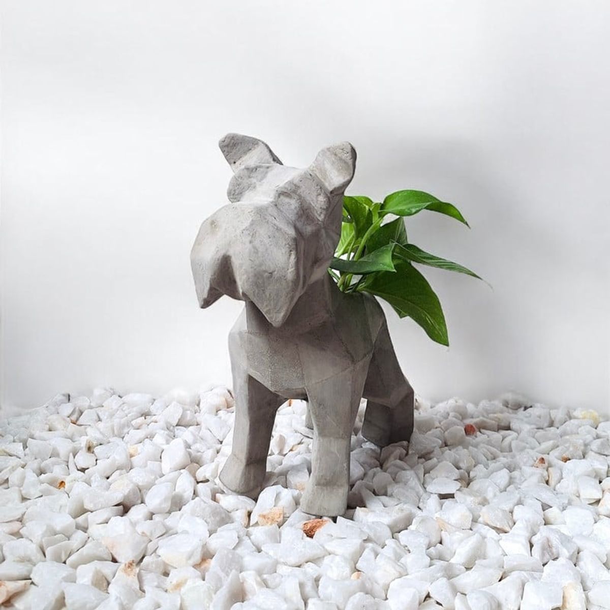 CONKRETE - Maceta Pet Schnauzer + Planta de interior Photus