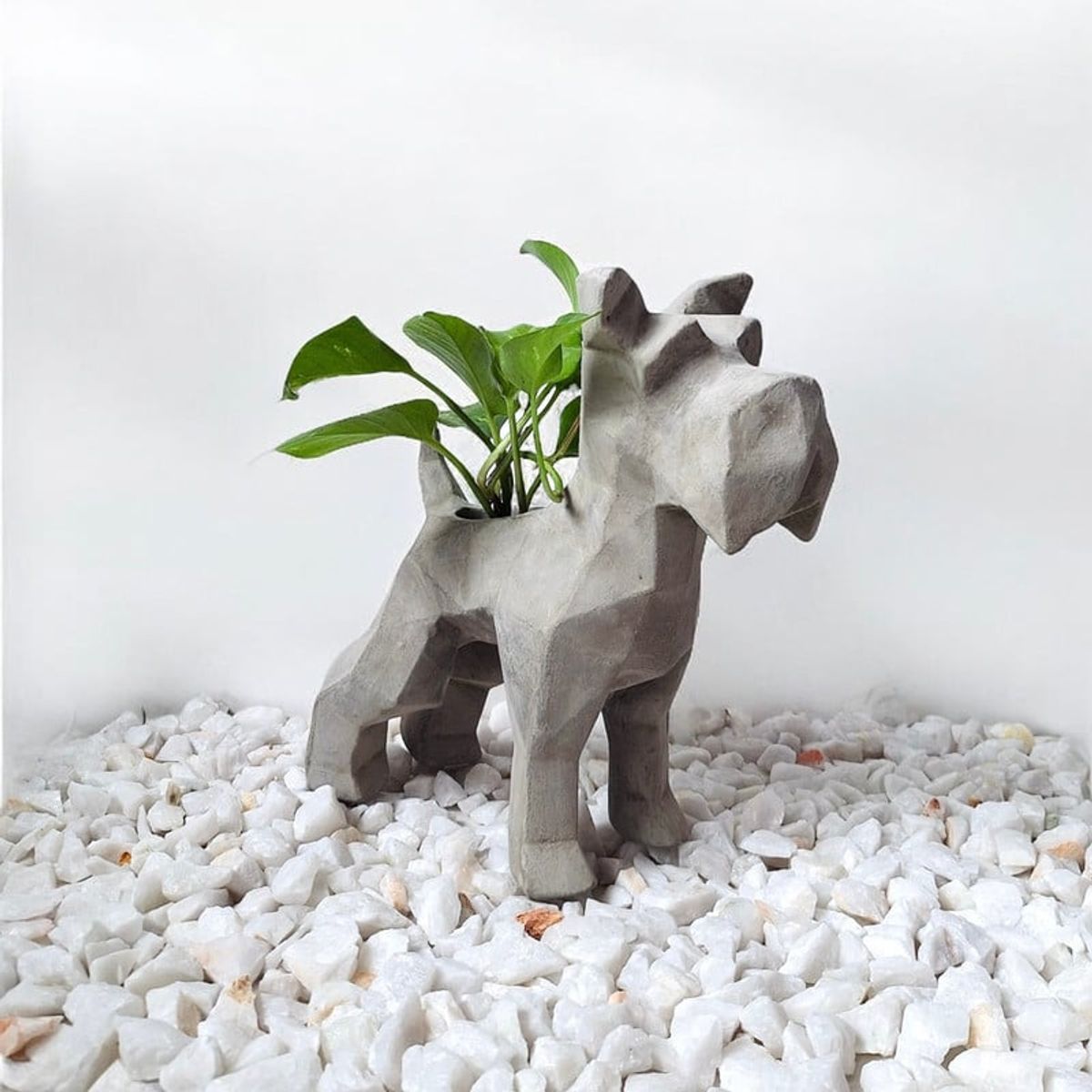 CONKRETE - Maceta Pet Schnauzer + Planta de interior Photus