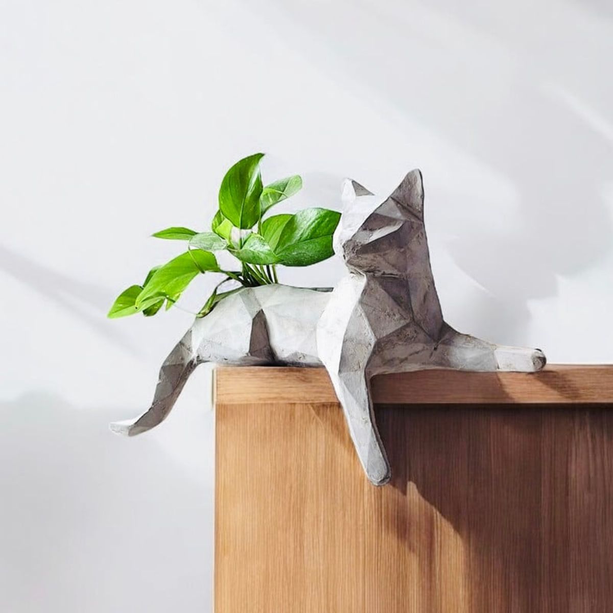 CONKRETE - Maceta Pet Gato + Planta de interior Photus