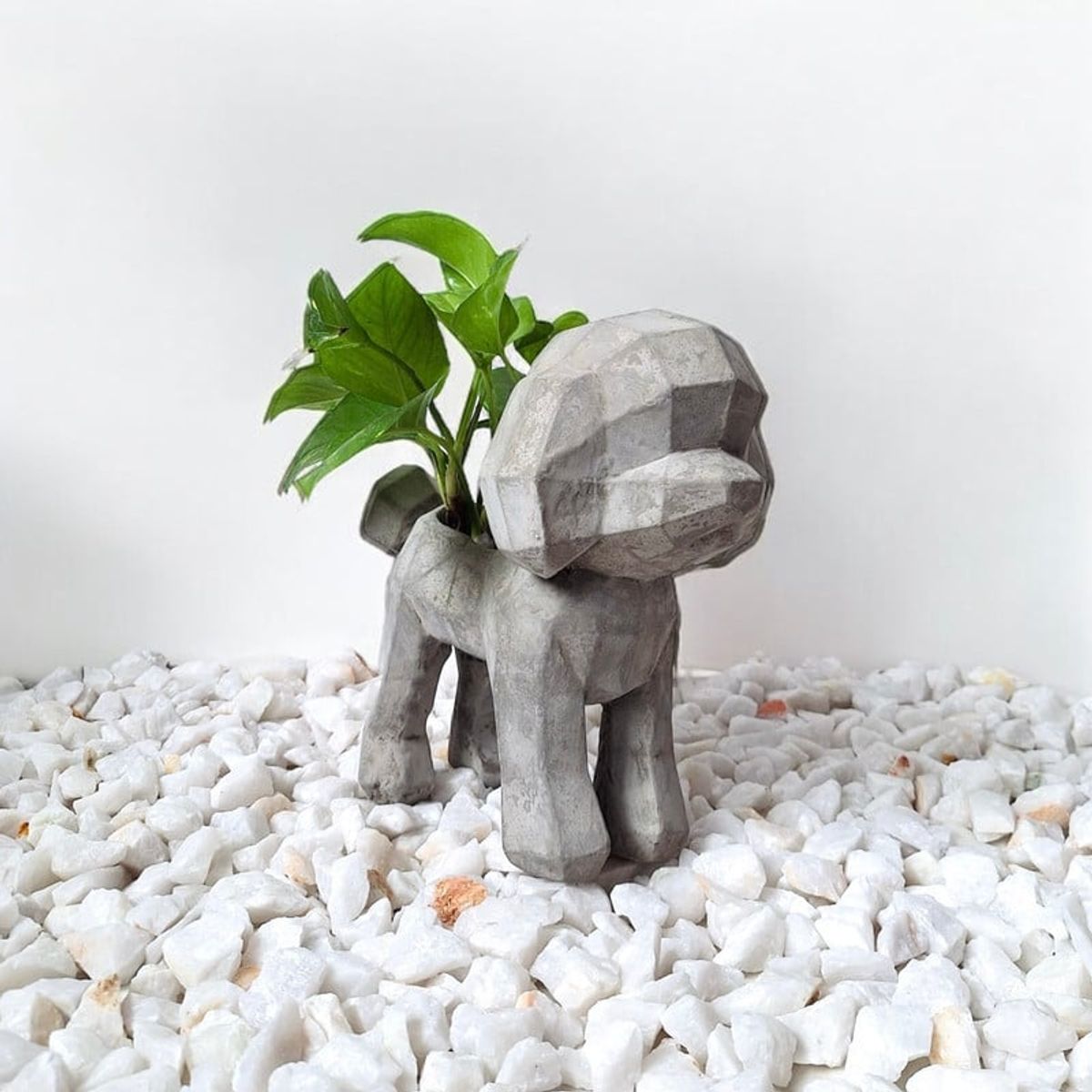 CONKRETE - Maceta Pet Poodle + Planta de interior Photus
