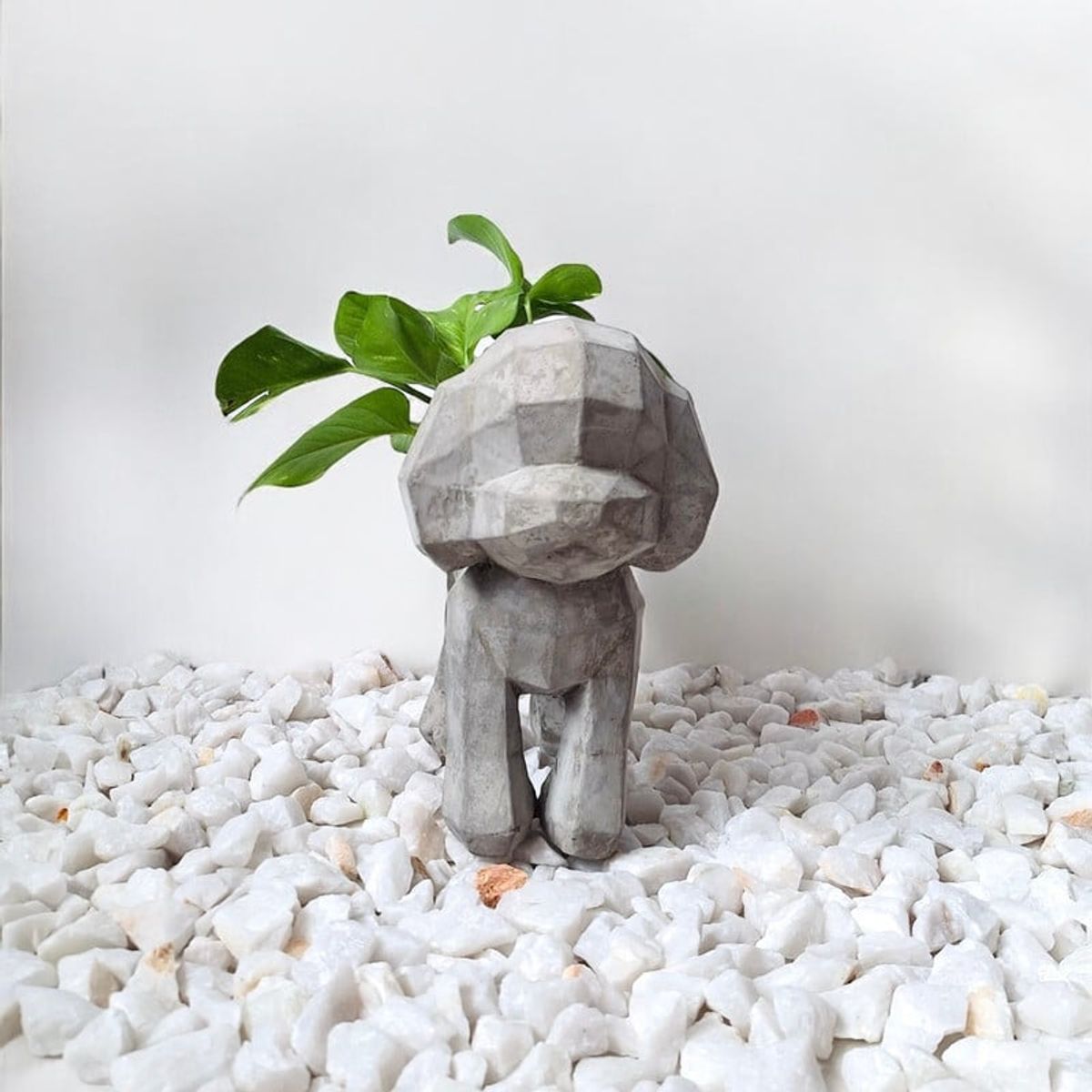 CONKRETE - Maceta Pet Poodle + Planta de interior Photus