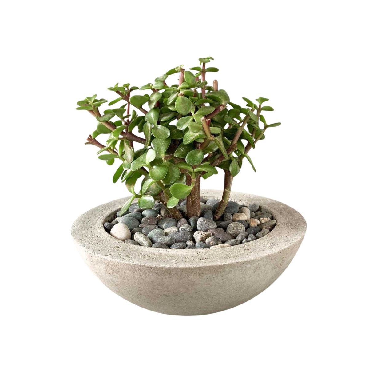 GENERICO - Bowl de la Abundancia Maceta de Concreto Decoración