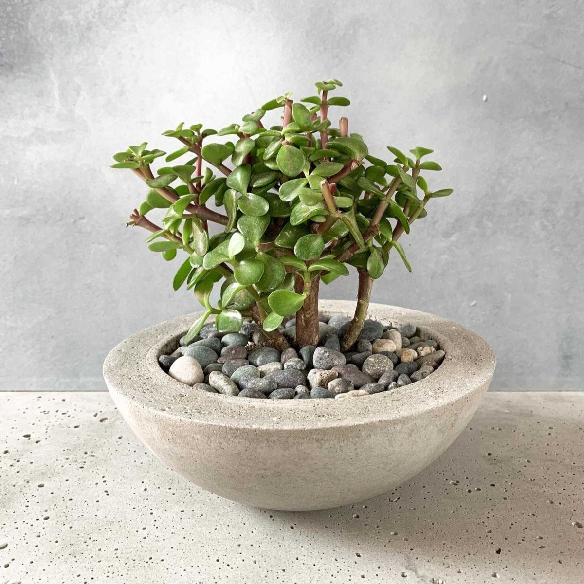 GENERICO - Bowl de la Abundancia Maceta de Concreto Decoración