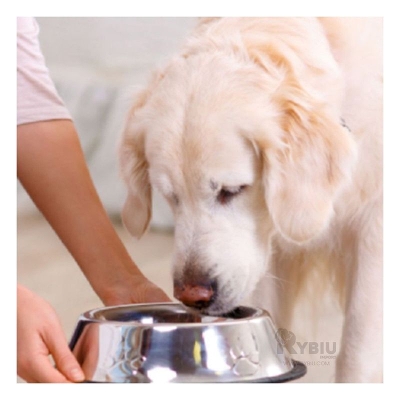 GENERICO - Plato de Gran Cpacidad de Talla L Y+Papel de Regalo