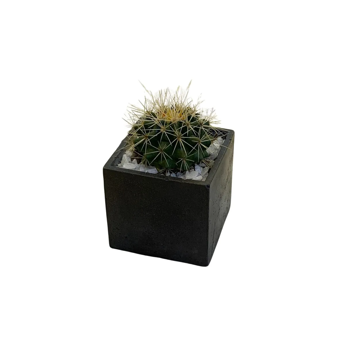 GENERICO - Cubo Maceta Concreto Cactus