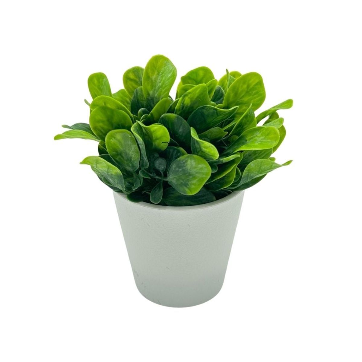 FLORIPA - Arreglo de Follaje Tipo Ruda de 15cm 00129-2 FLORIPASTORE