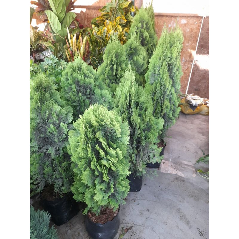 GENERICO - Thuja Dorada 1mt Alto