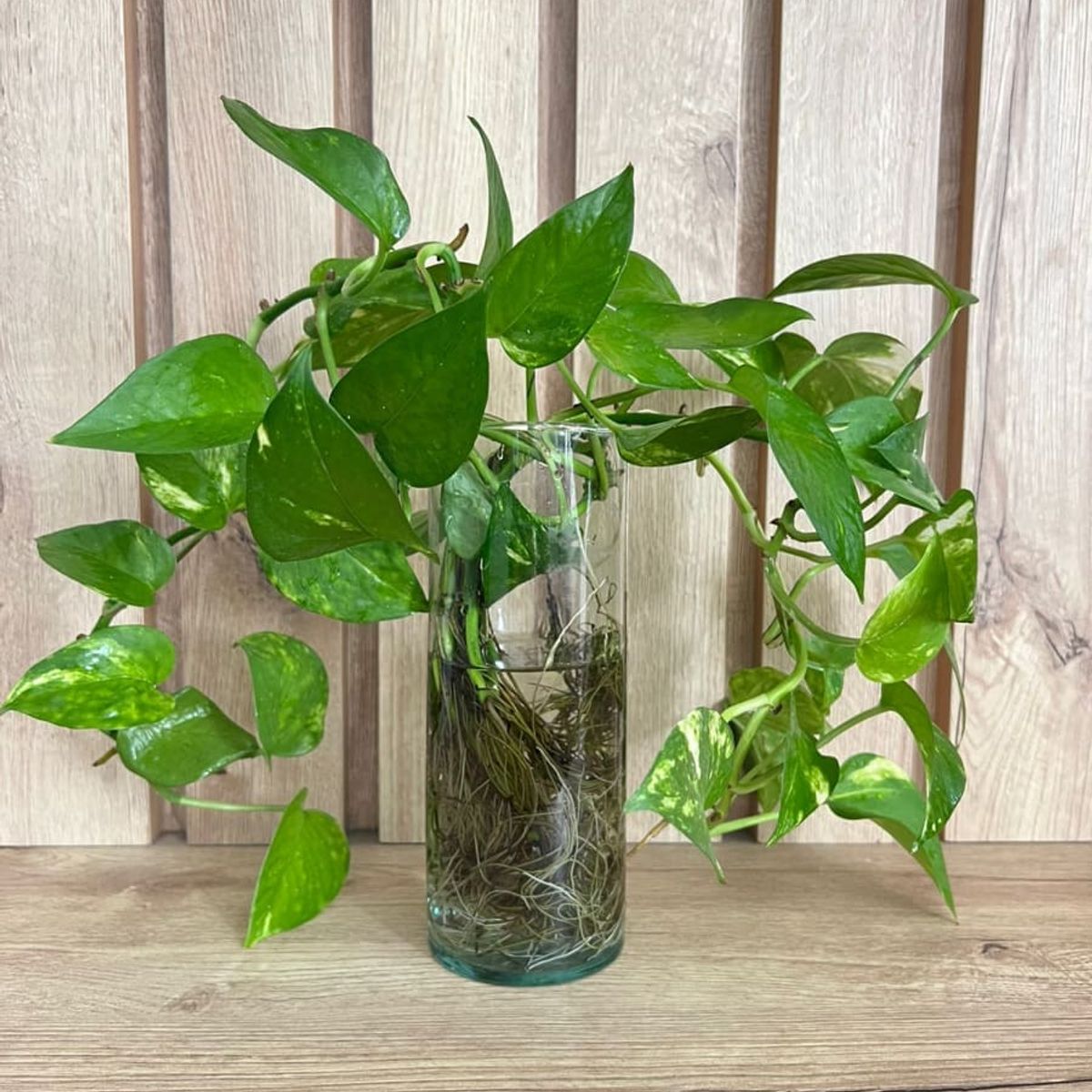 MAP DESIGN HOME - Florero de Vidrio 08x08x20 cm