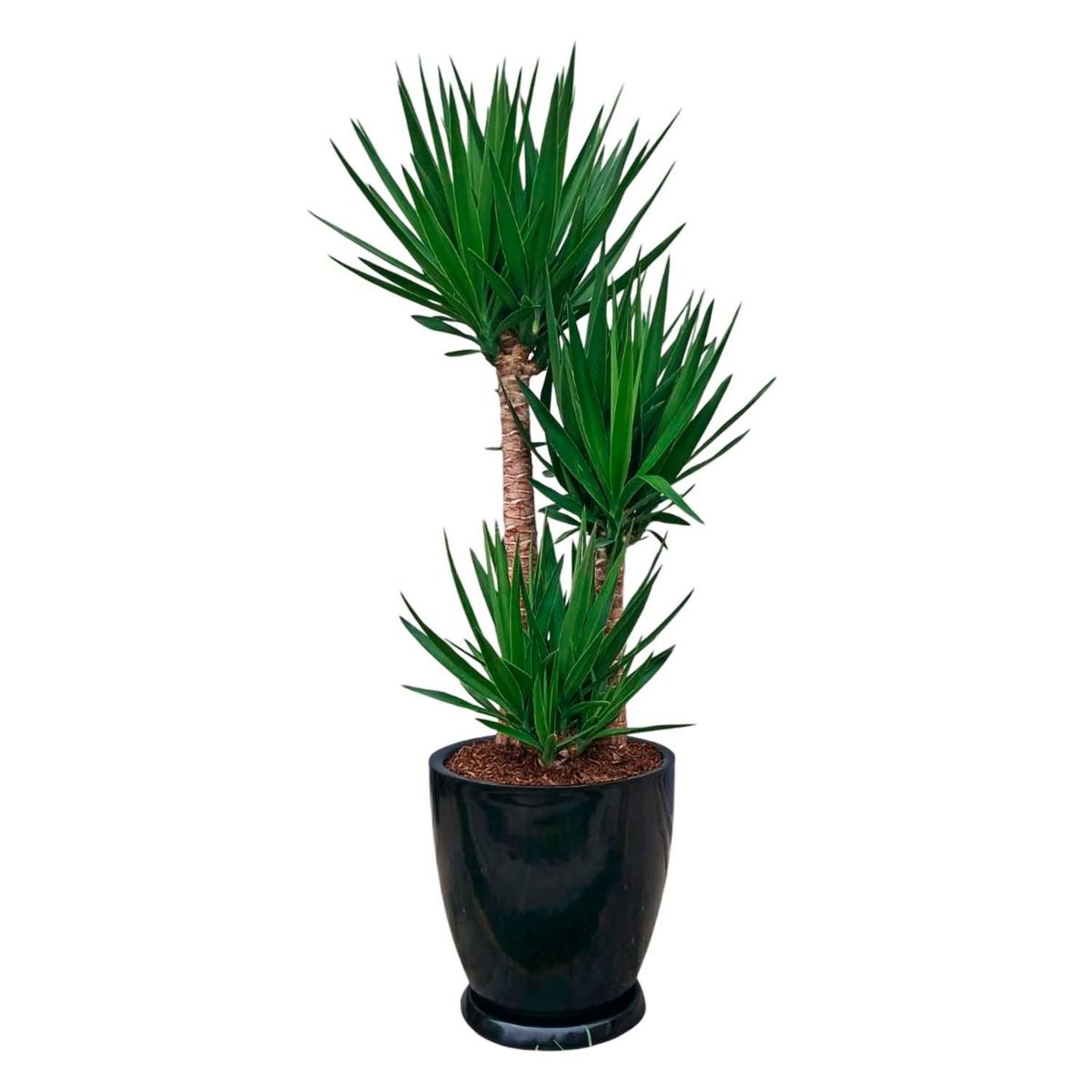 GENERICO - YUCCA ELEPHANTIPES EN MACETA HUEVO NEGRO