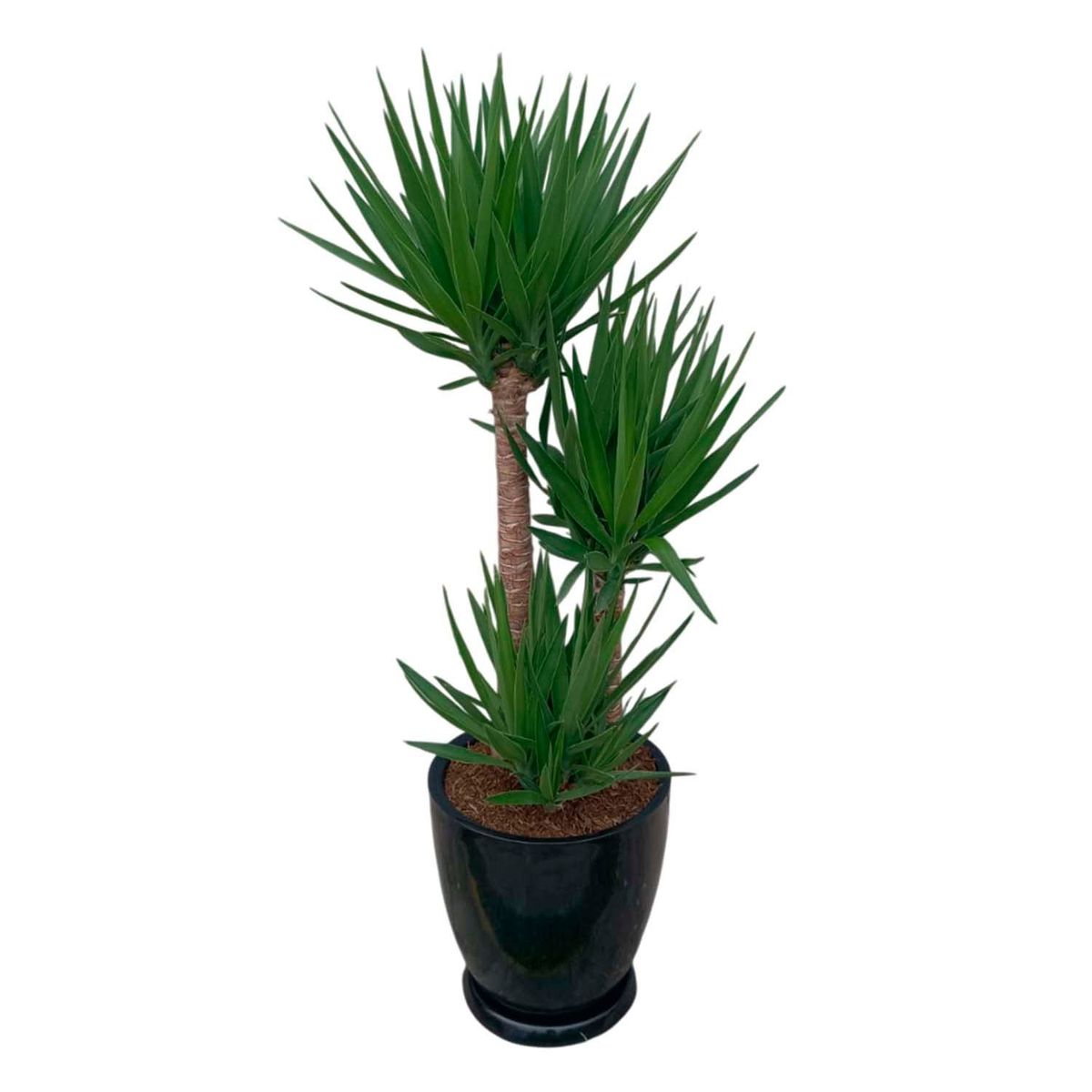 GENERICO - YUCCA ELEPHANTIPES EN MACETA HUEVO NEGRO