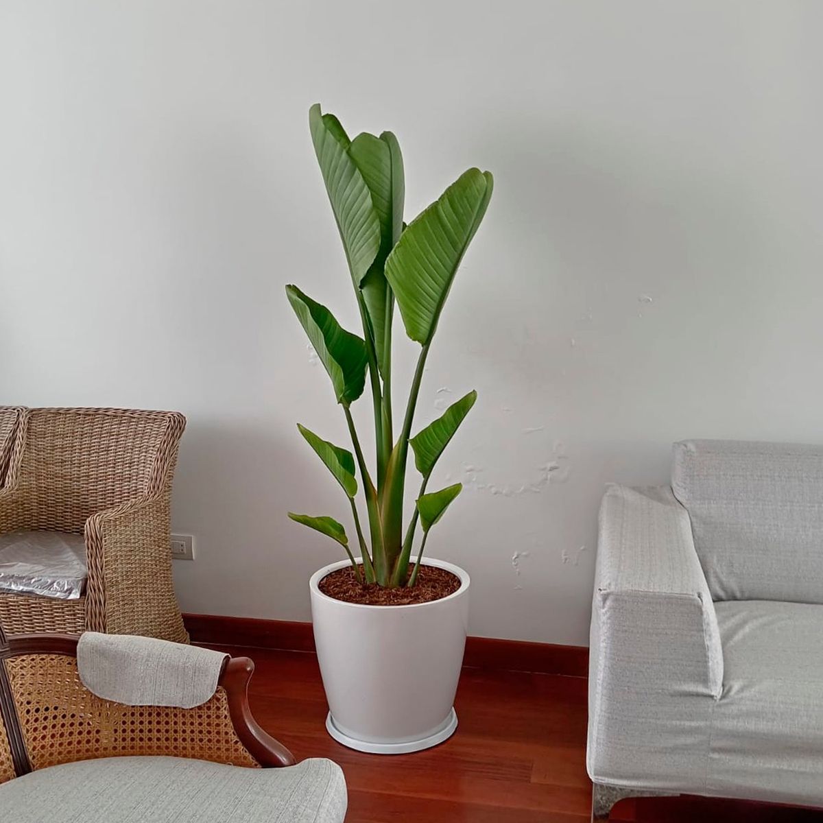 GENERICO - PALMERA STRELITZIA GIGANTE EN MACETA HUEVO BLANCO
