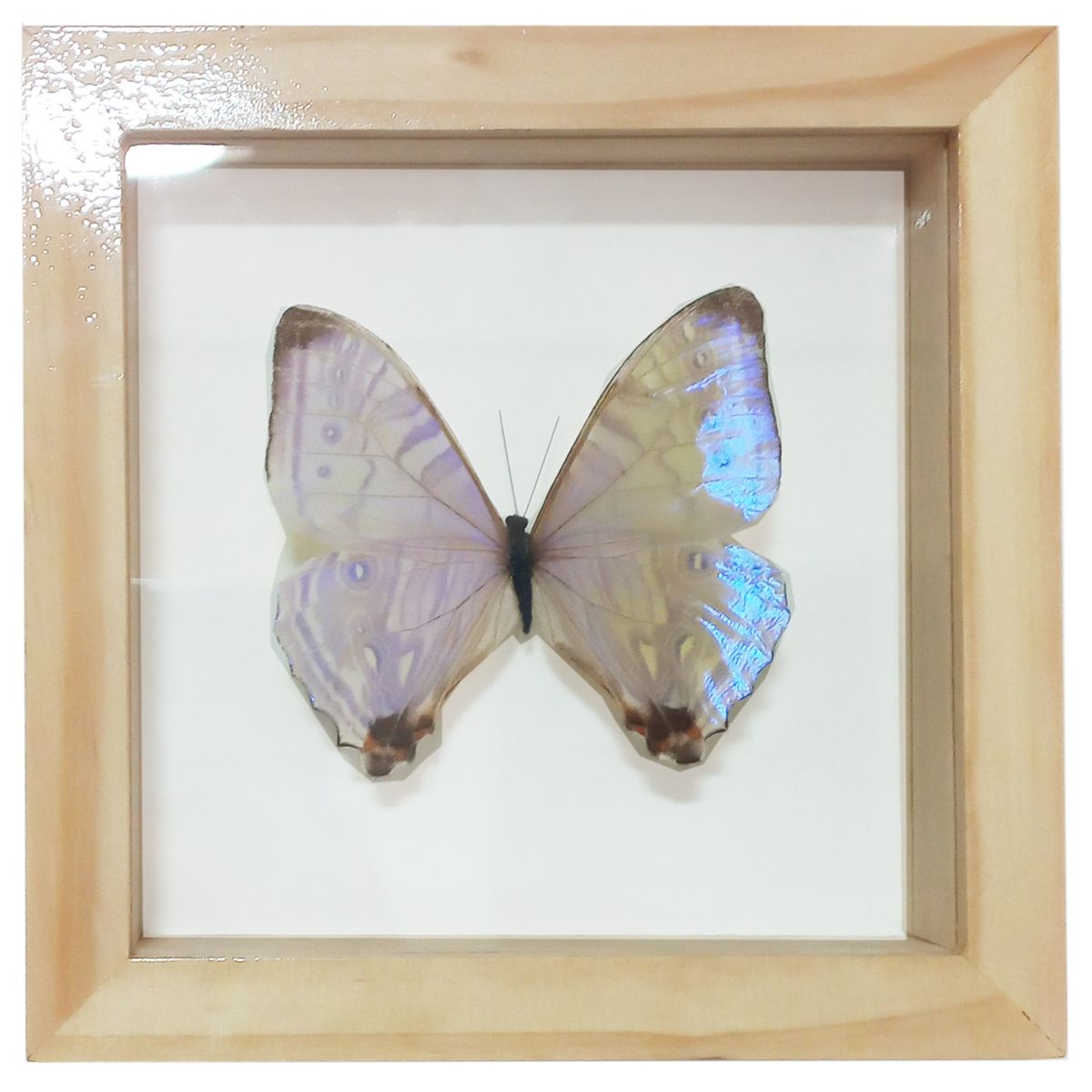 GENERICO - Cuadro de Mariposa Sulkowski Disecada Tornasolado Marco Madera 14x14
