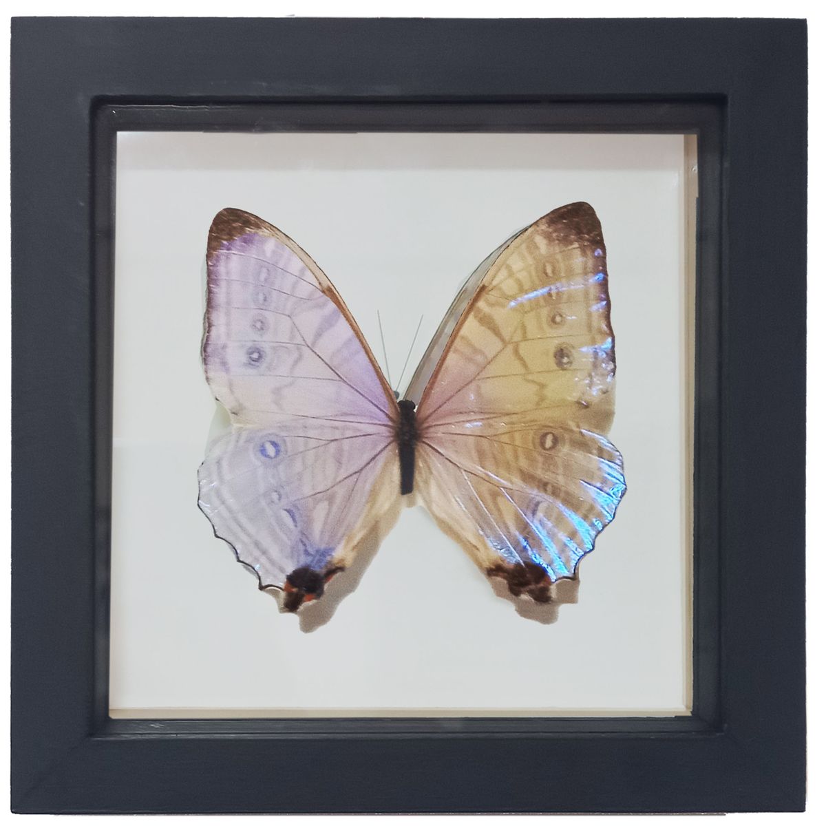 GENERICO - Cuadro de Mariposa Sulkowski Disecada Tornasolado Marco Madera 14x14