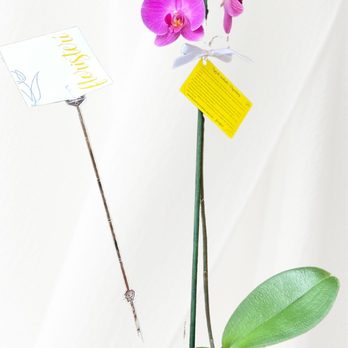 FLORISTERI - Orquídea Phalaenopsis natural lila-morada Viva