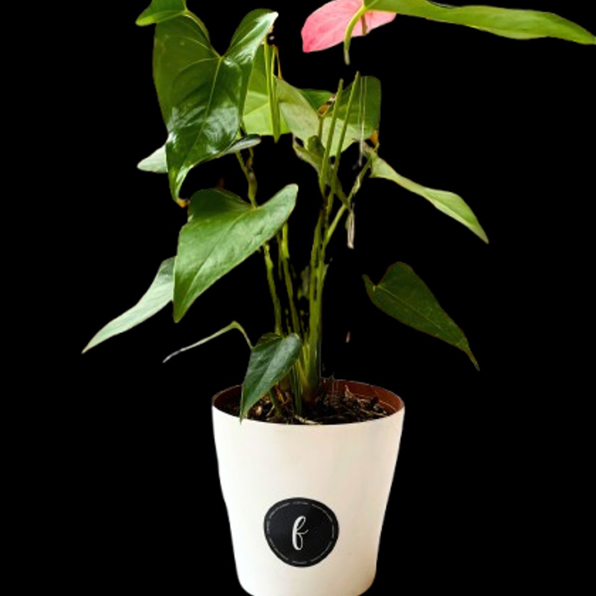 FLORISTERI - Anturios Naturales con Maceta decorativa