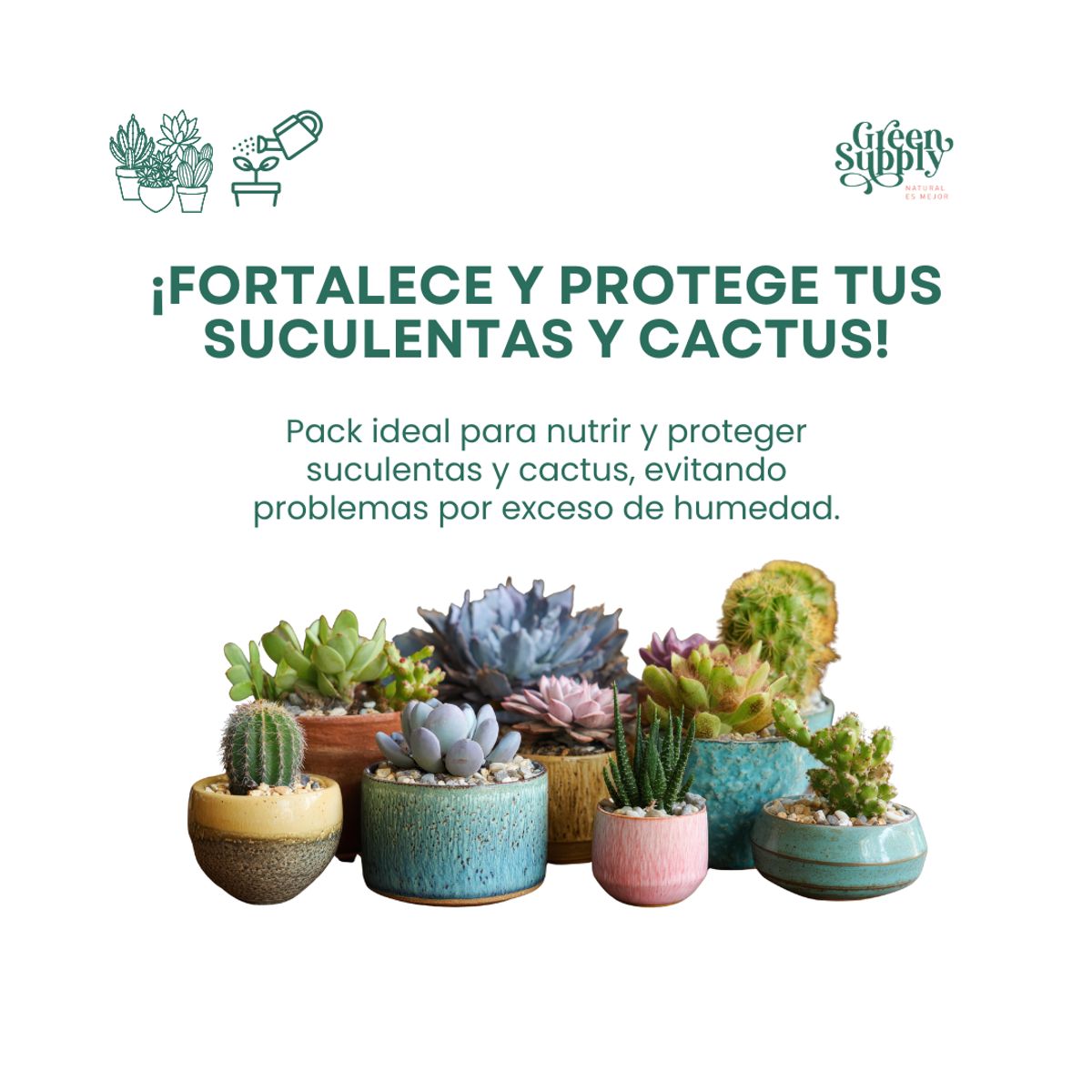 GREEN SUPPLY - Pack Suculentas y Cactus