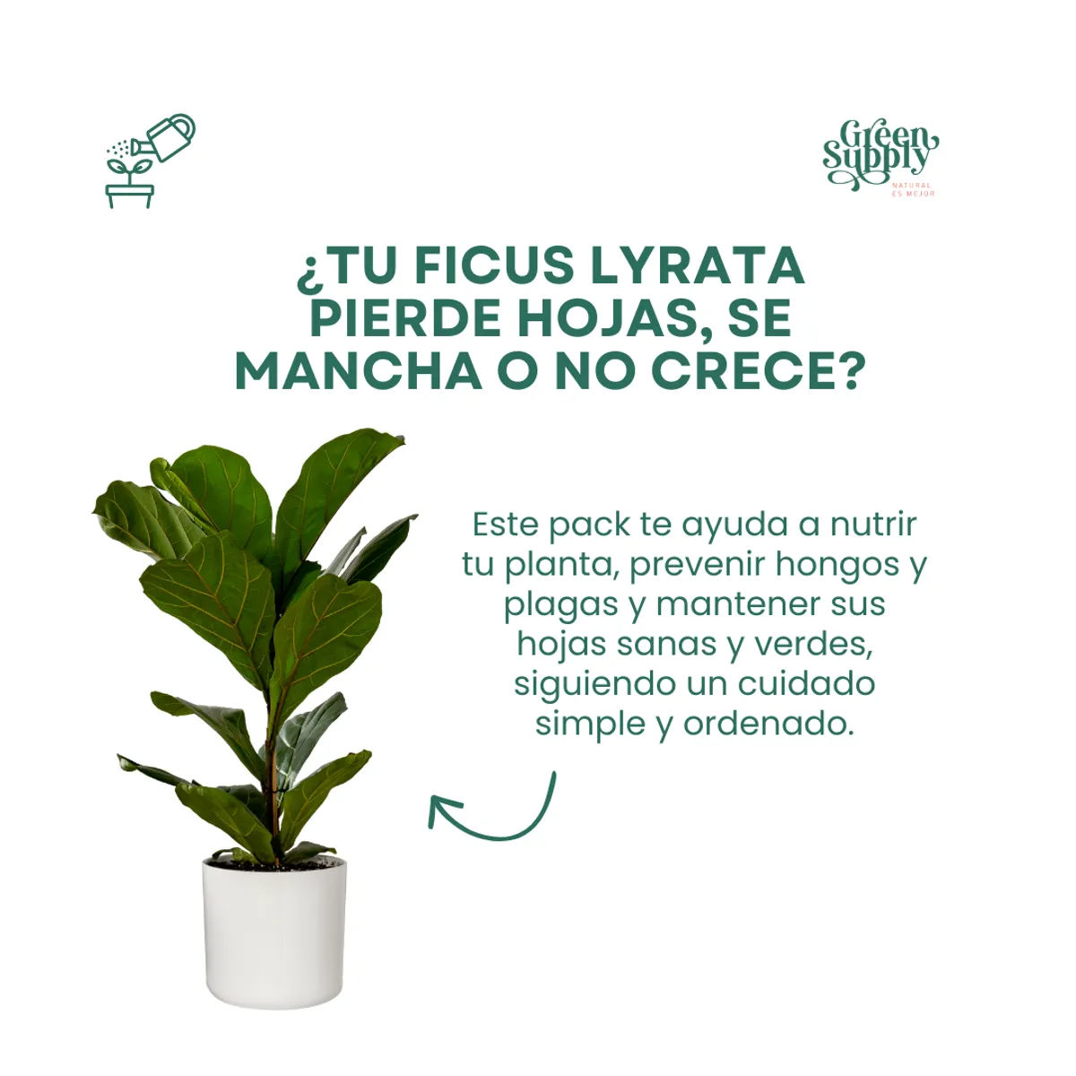 GREEN SUPPLY - Pack Cuidado para Ficus Lyrata