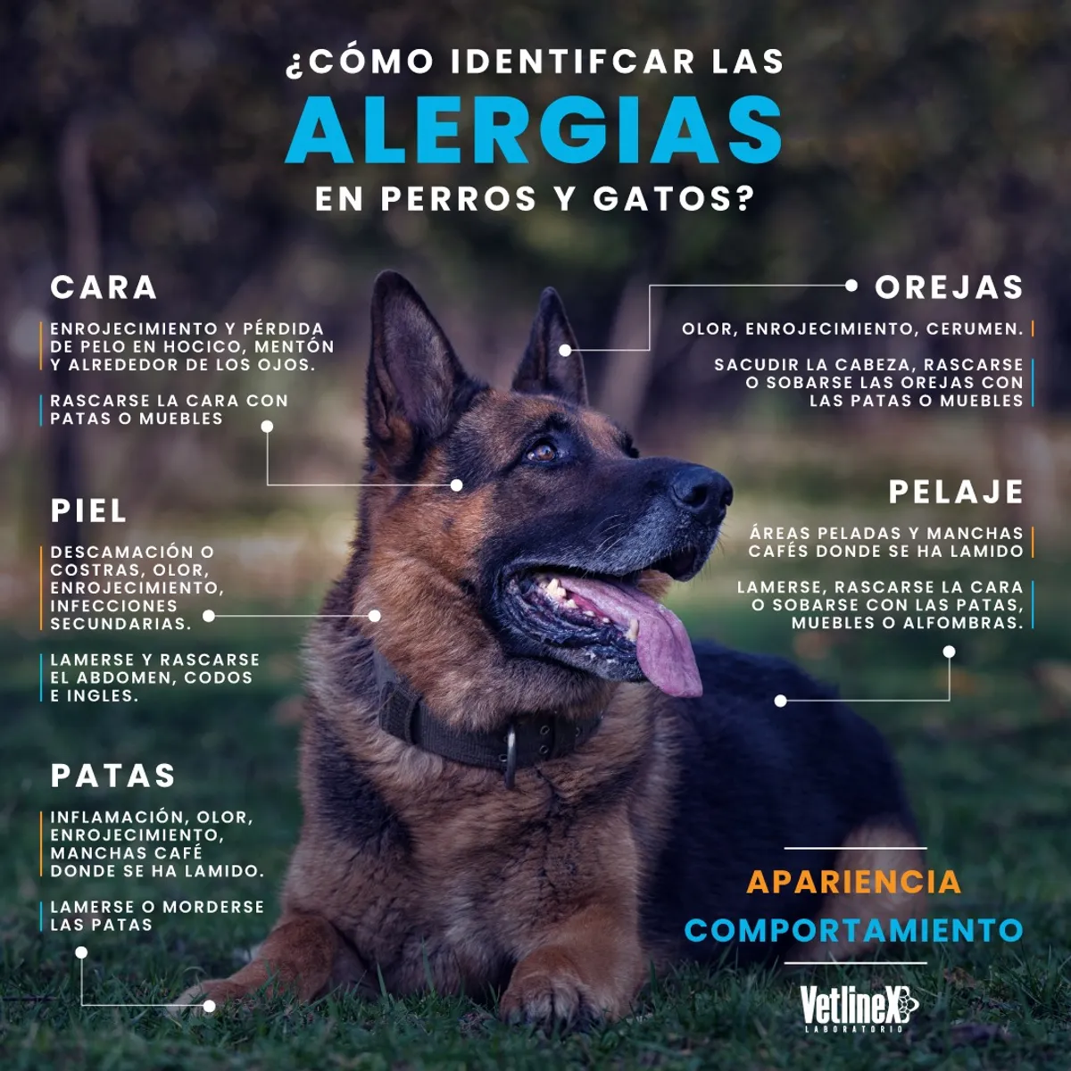 VETLINEX - SHAMPOO MEDICADO PARA PERROS VETLINE X 300 ML