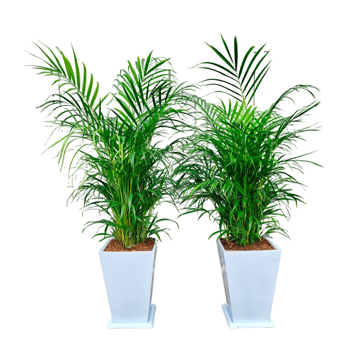 GENERICO - COMBO DE 2 PALMERA HAWAIANA EN MACETA PIRAMIDE BLANCO