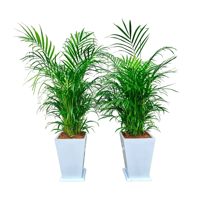 GENERICO - COMBO DE 2 PALMERA HAWAIANA EN MACETA PIRAMIDE BLANCO