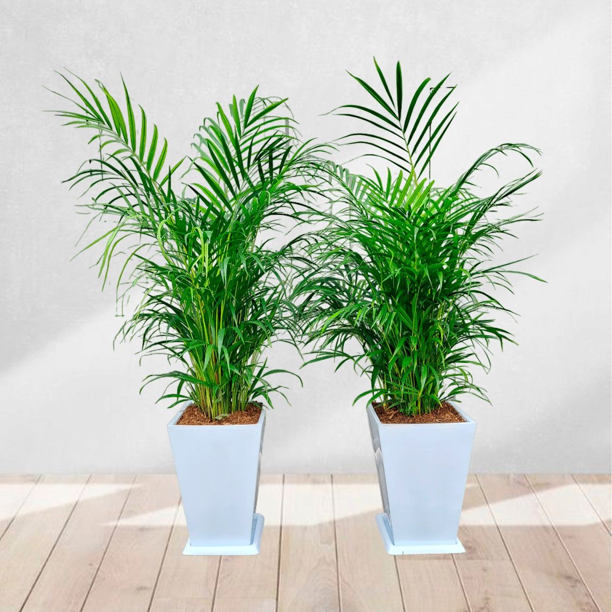 GENERICO - COMBO DE 2 PALMERA HAWAIANA EN MACETA PIRAMIDE BLANCO