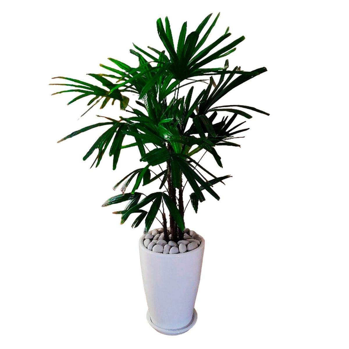 GENERICO - PALMERA RAPHIS EN MACETA CONO DE ARCILLA