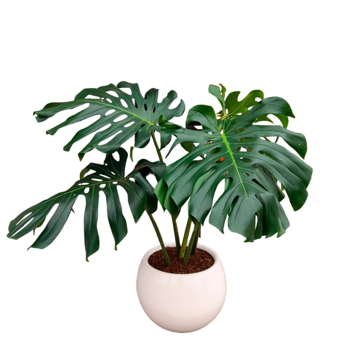 GENERICO - COSTILLA DE ADAN EN MACETA ESFERICA ARCILLA