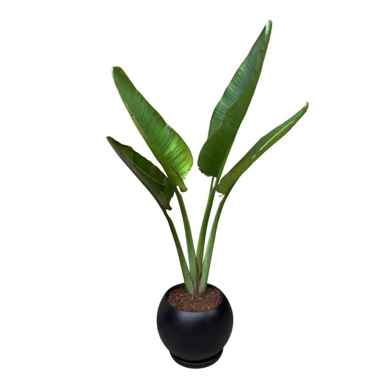 GENERICO - PALMERA VIAJERA EN MACETA ESFERA NEGRO
