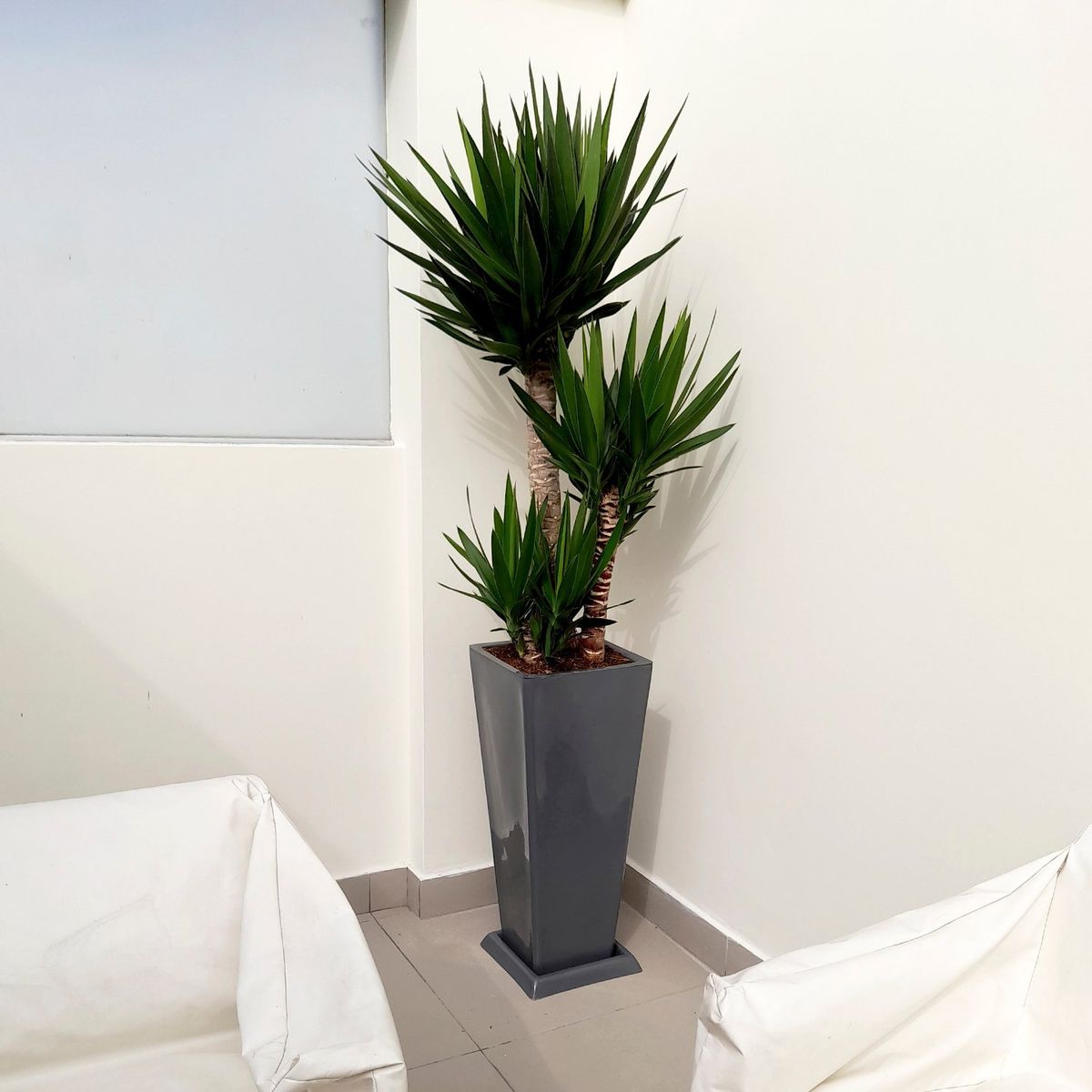 GENERICO - YUCCA ELEPHANTIPES EN MACETA PIRAMIDE LAPIZ GRIS