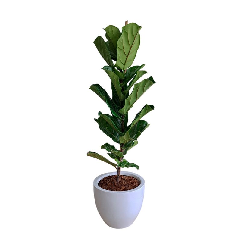 GENERICO - FICUS LYRATA EN MACETA HUEVO DE FIBRA