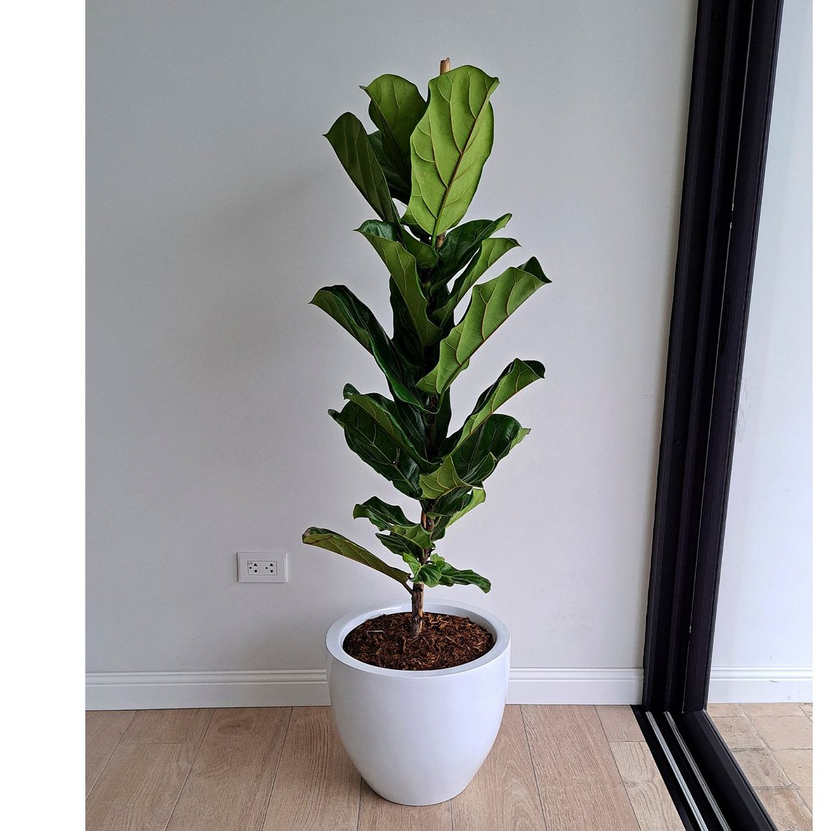 GENERICO - FICUS LYRATA EN MACETA HUEVO DE FIBRA