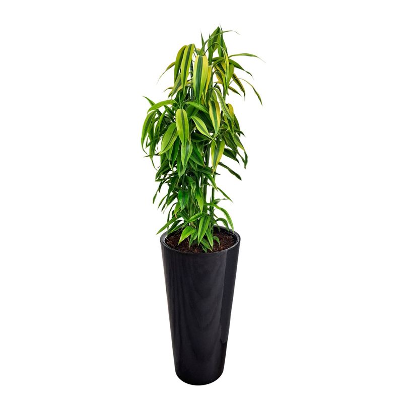 GENERICO - LUCKY BAMBOO EN MACETA CONO LAPIZ NEGRO