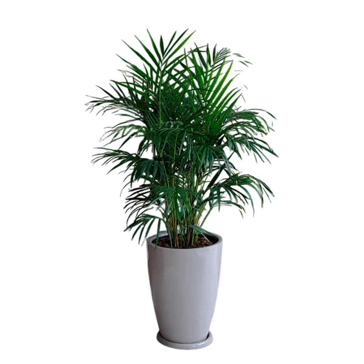 GENERICO - PALMERA HAWAIANA EN MACETA MALVA ARENA