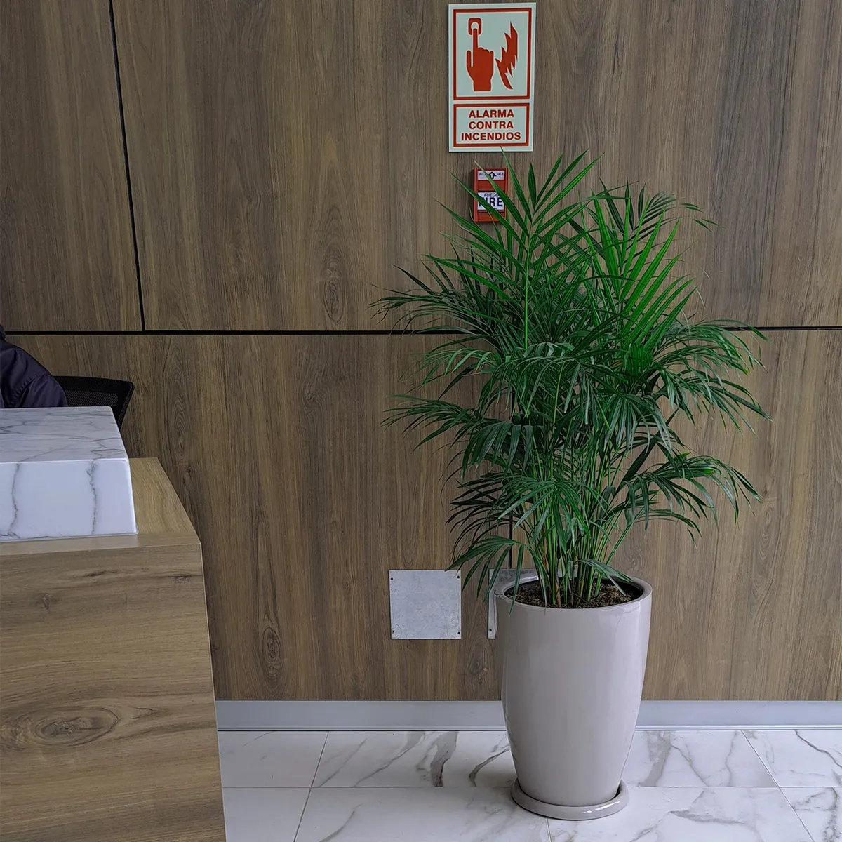 GENERICO - PALMERA HAWAIANA EN MACETA MALVA ARENA