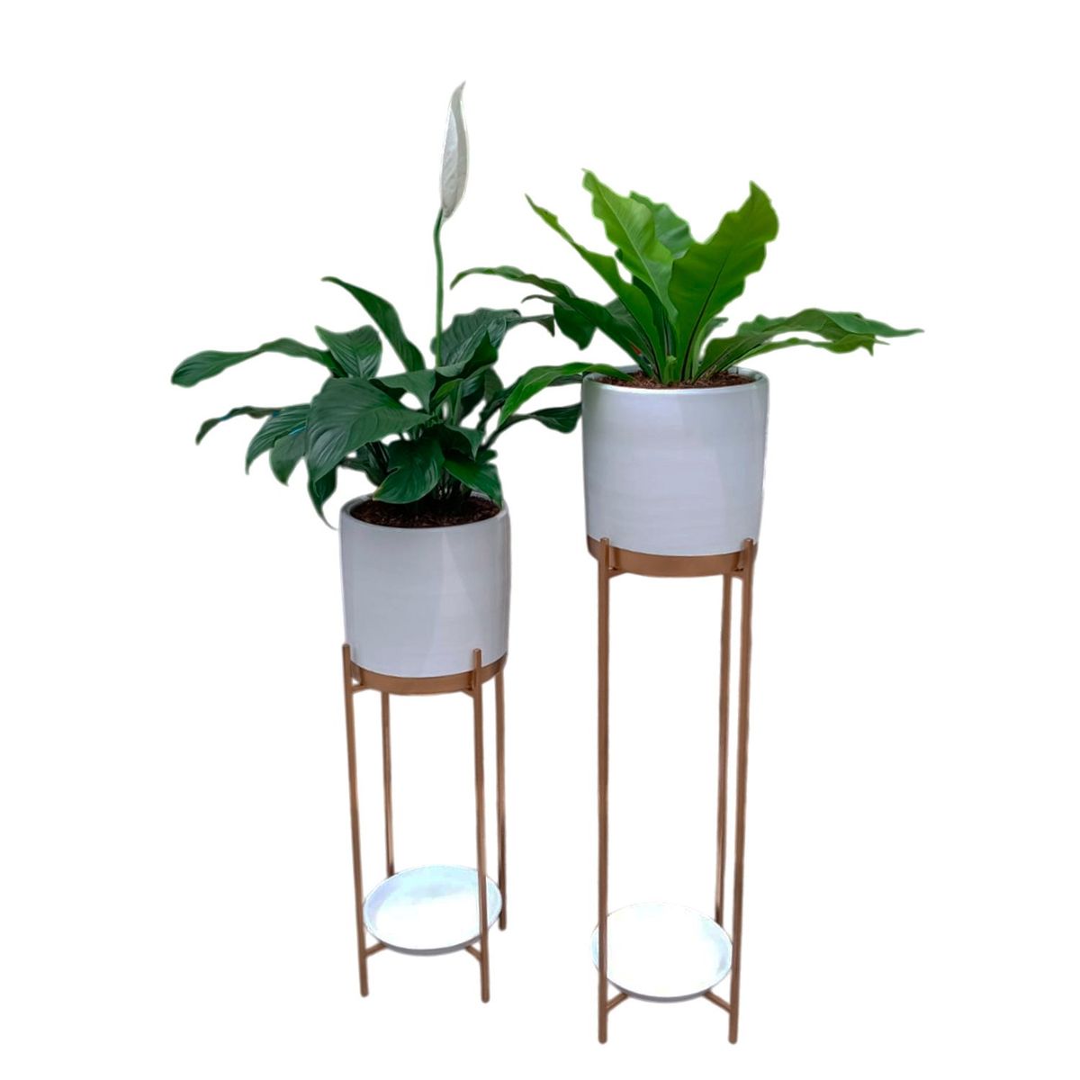 GENERICO - COMBO DE HELECHO ALEMAN Y ESPATIFILIO EN MACETA Y PEDESTAL DE FIERRO