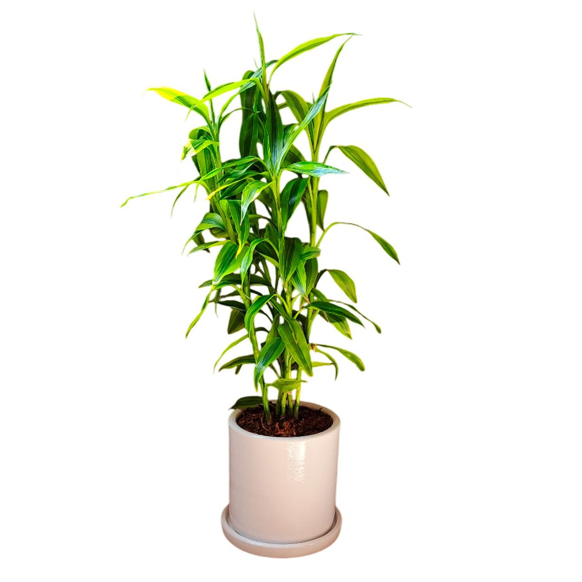GENERICO - LUCKY BAMBOO EN MACETA CILINDRO BLANCO